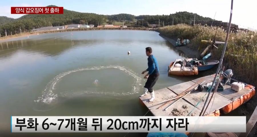 한국 양식 갑오징어 첫 출하 | 인스티즈