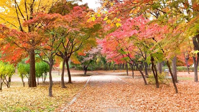 낙엽 밟으러 가자 ㅣ서울 단풍 명소ㅣ양재시민의 숲ㅣ경춘선 숲길 | 인스티즈