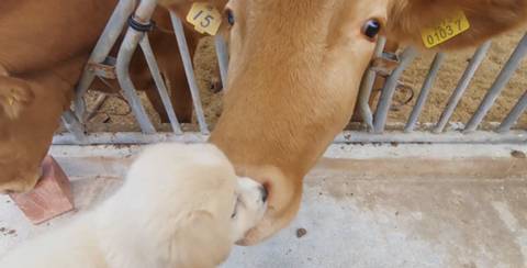 아기 강아지가 소를 만났을 때 (힐링주의) | 인스티즈