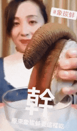 중국 코끼리 조개 먹방 | 인스티즈