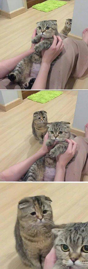 서운한 냥냥이.jpg | 인스티즈