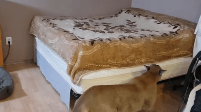 산책하고 와서 뻗어버리는 냥이 | 인스티즈