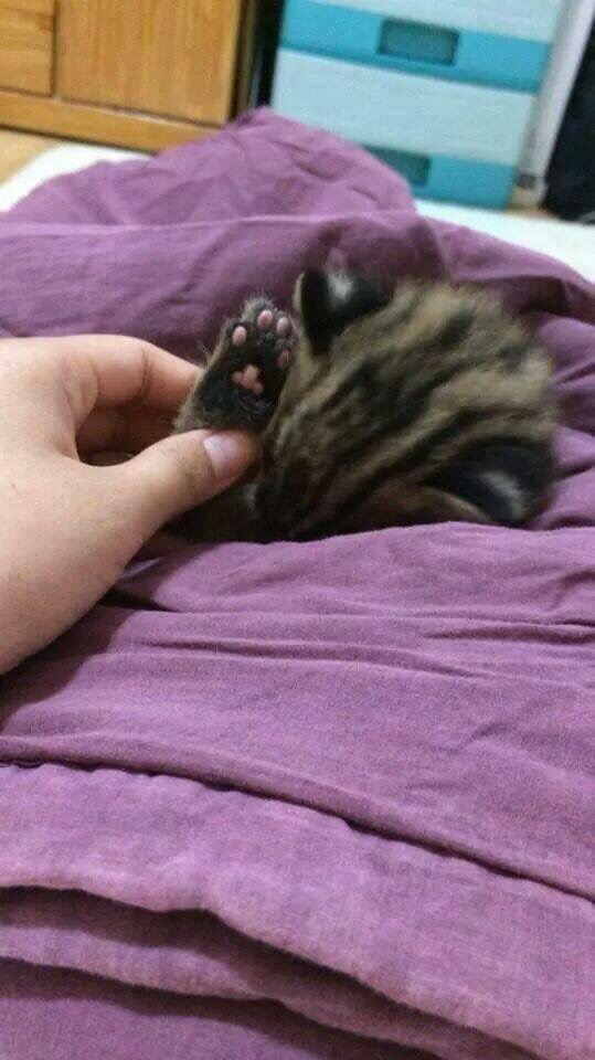 귀여운 고양이들 | 인스티즈