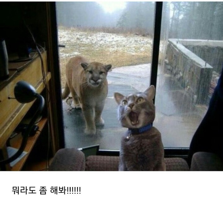 귀여운 고양이들 | 인스티즈