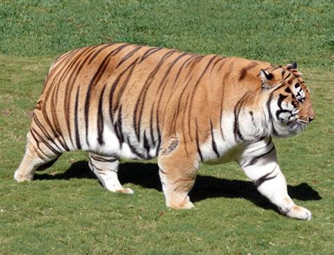 귀여운 고양이들 | 인스티즈