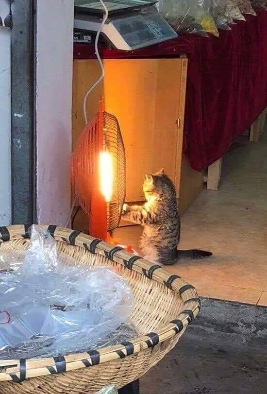 귀여운 고양이들 | 인스티즈