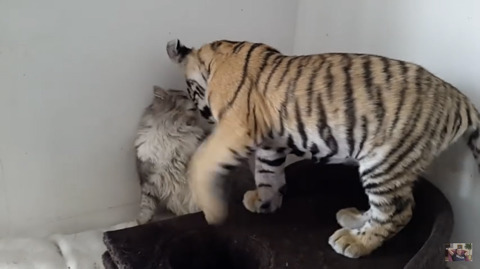 귀여운 고양이들 | 인스티즈