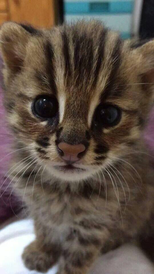 귀여운 고양이들 | 인스티즈