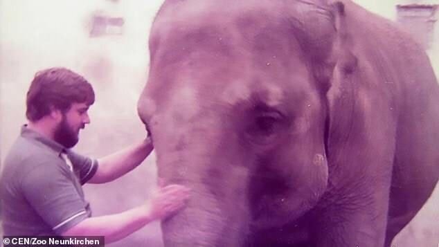 코끼리는 인간을 귀여운 강아지라고 생각한다...gif | 인스티즈