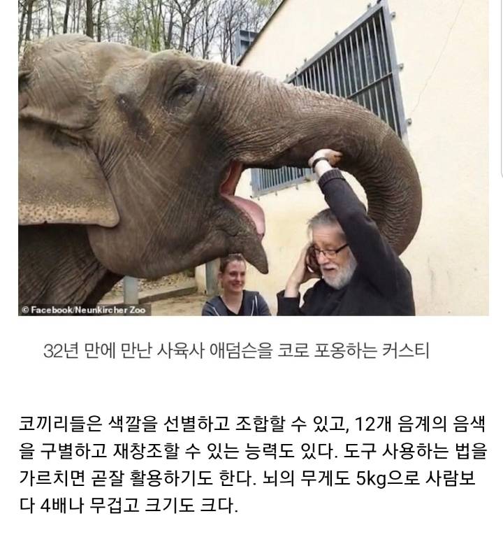 코끼리는 인간을 귀여운 강아지라고 생각한다...gif | 인스티즈