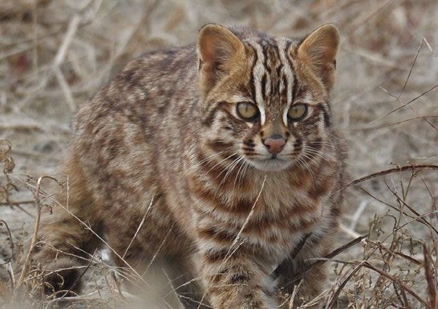 귀여운 고양이들 | 인스티즈