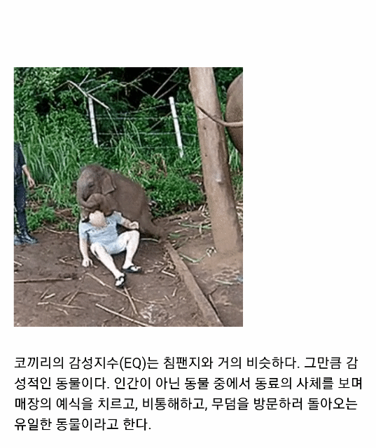 코끼리는 인간을 귀여운 강아지라고 생각한다...gif | 인스티즈