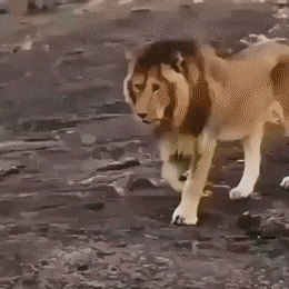 마누라 지키는 숫사자 | 인스티즈