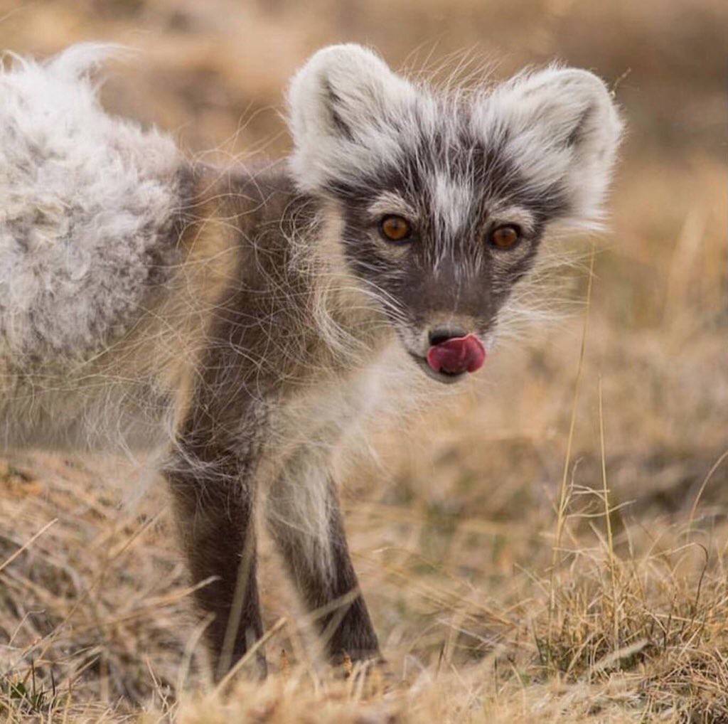 털갈이 하는 북극여우.jpg | 인스티즈