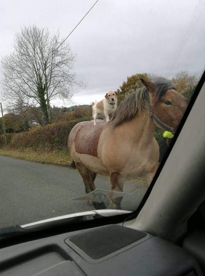 야 제주도는 개들도 말타고다닌다는데 진짜냐? | 인스티즈
