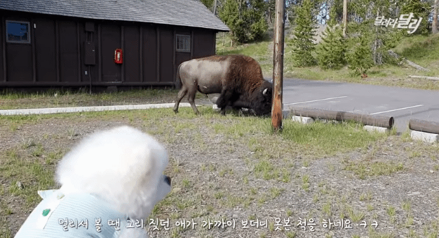 미국에서 강약약강하는 달리ㅋㅋㅋㅋㅋㅋㅋㅋ .gif | 인스티즈