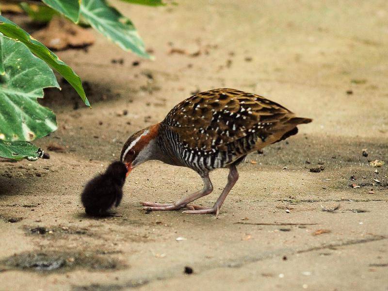 까마귀새끼로 오해받고 있는 검은 뽀시래기들의 정체.jpgif | 인스티즈