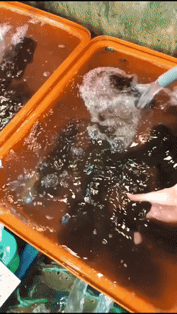 변신하는 오징어 와 | 인스티즈