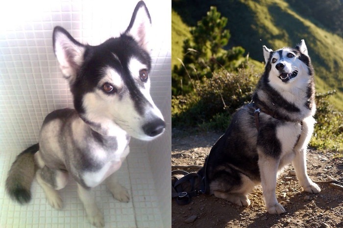 행복해진 유기견 .gif | 인스티즈