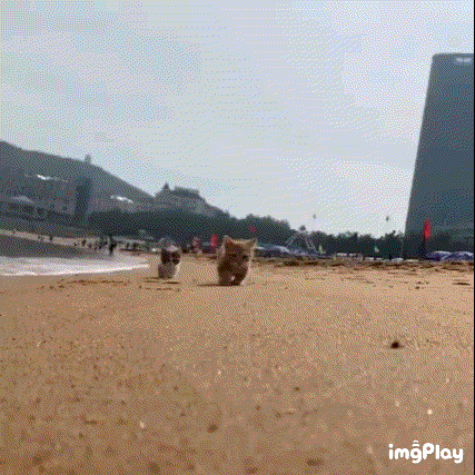 해변을 걷는 두 쪼꼬미 냥이들.gif | 인스티즈