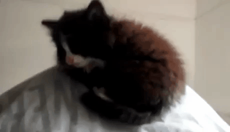 고양이 분리 마술 | 인스티즈