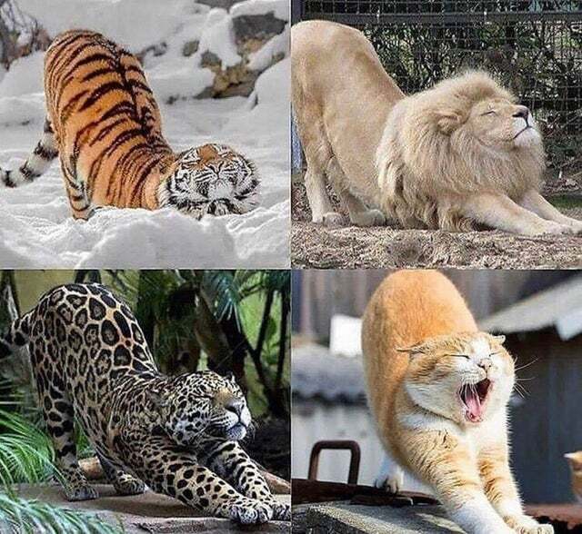 냥이는 역시 냥이다.jpg | 인스티즈