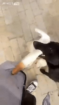 개 : 야 왜이래 갑자기 왜 그래?참아참아 | 인스티즈