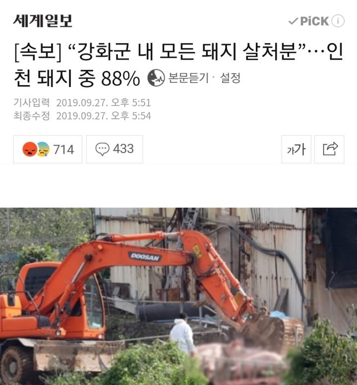 강화군 내 모든 돼지 살처분 | 인스티즈