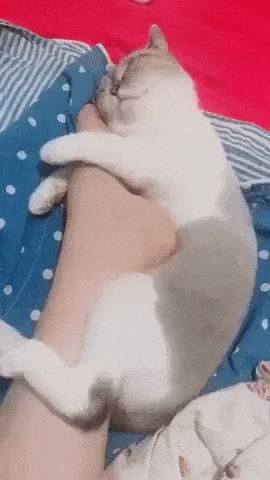 집사의 발을 껴안고 자는 고양이 | 인스티즈