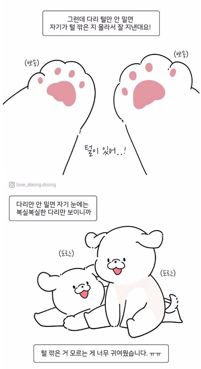 댕댕이들 다리털만 남겨놓은 이유.JPG | 인스티즈