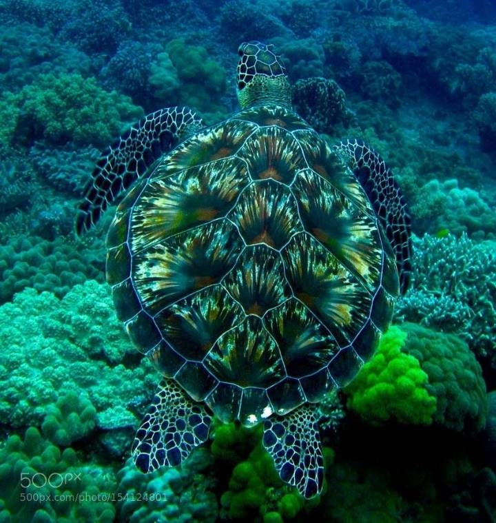 등딱지가 아름다운 거북이.jpg | 인스티즈