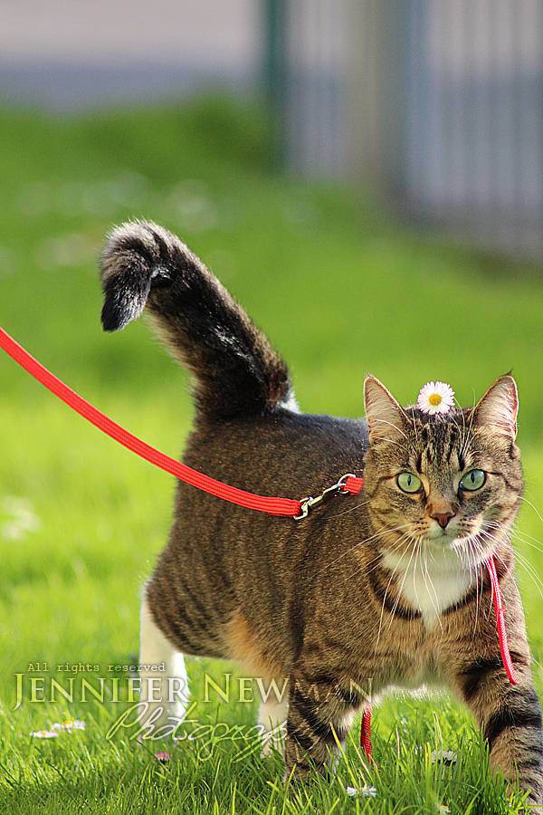 고양이에게 꽃을 얹어보자 | 인스티즈