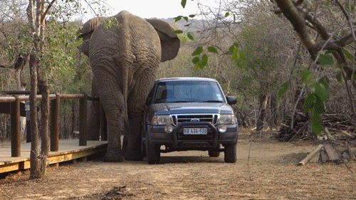 아프리카 코끼리가 지상 최강의 동물인 이유.gif | 인스티즈
