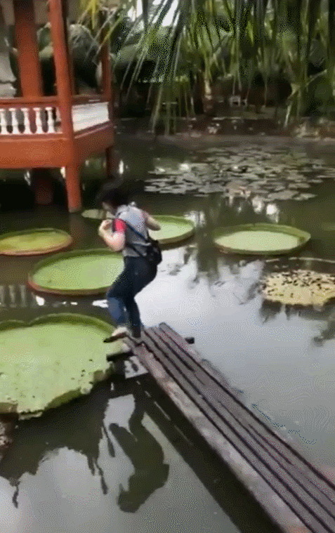 사람이 올라갈 수 있다는 수련 | 인스티즈