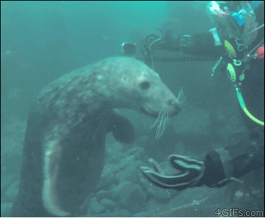 귀여운 물댕댕이 | 인스티즈