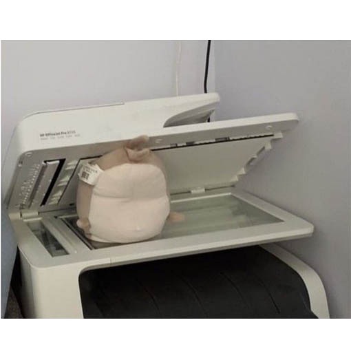 복사기에 상어인형을 넣어봄 | 인스티즈