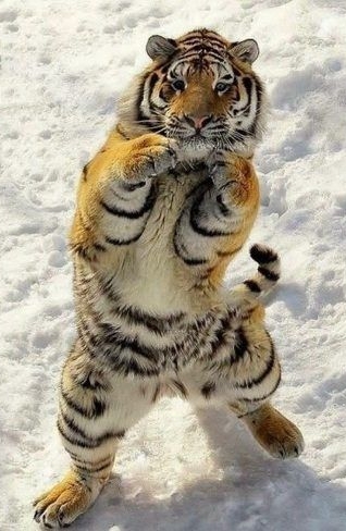 냥냥펀치 1분만 버티면 5000만원 | 인스티즈