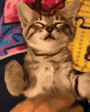 얼굴 가리는 고양이.GIF | 인스티즈