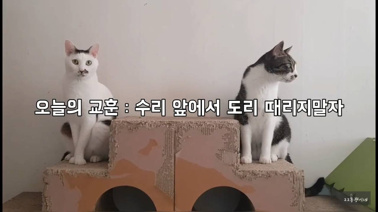 내가 때리는건 괜찮아도 남이 때리는건 안괜찮은 현실남매 고양이 | 인스티즈