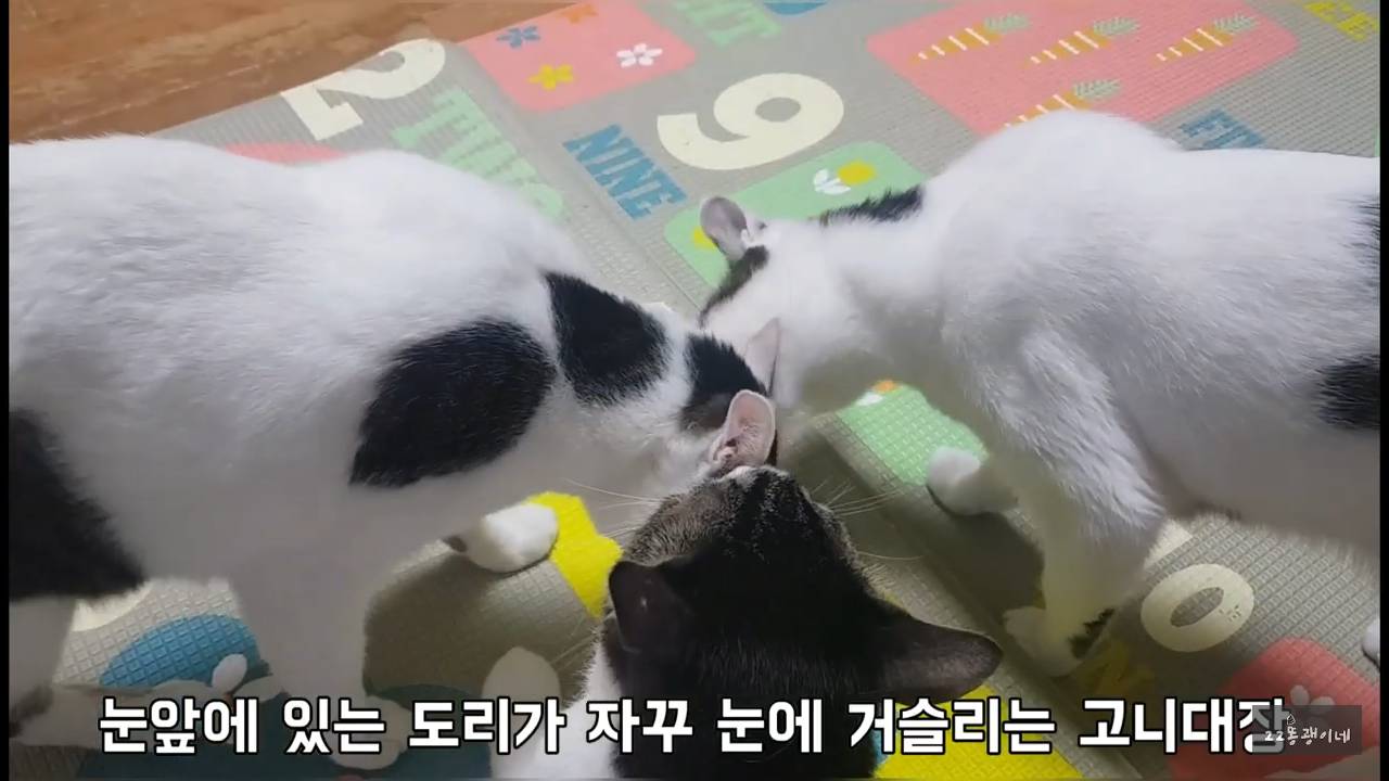 내가 때리는건 괜찮아도 남이 때리는건 안괜찮은 현실남매 고양이 | 인스티즈