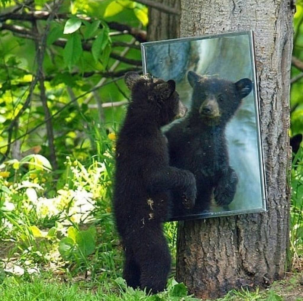 거울 보는 곰돌이들 | 인스티즈