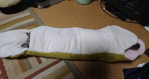 뱀에게 잡아먹히는 고양이.jpg | 인스티즈