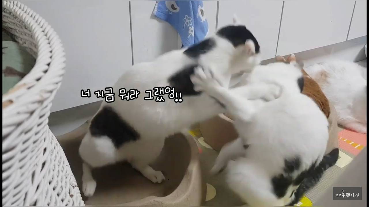 내가 때리는건 괜찮아도 남이 때리는건 안괜찮은 현실남매 고양이 | 인스티즈