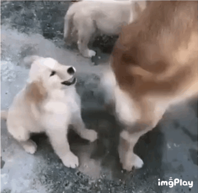 아기 골든 리트리버 댕댕이 옐로카드 파산.gif | 인스티즈