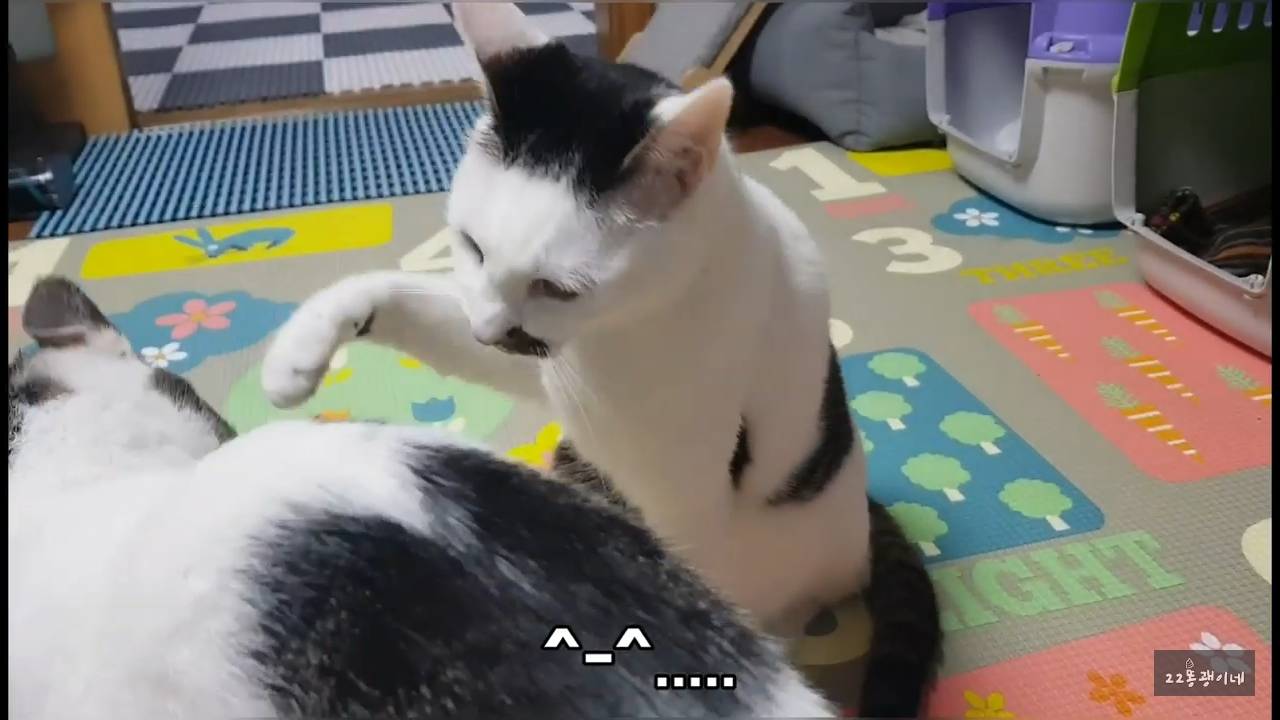 내가 때리는건 괜찮아도 남이 때리는건 안괜찮은 현실남매 고양이 | 인스티즈