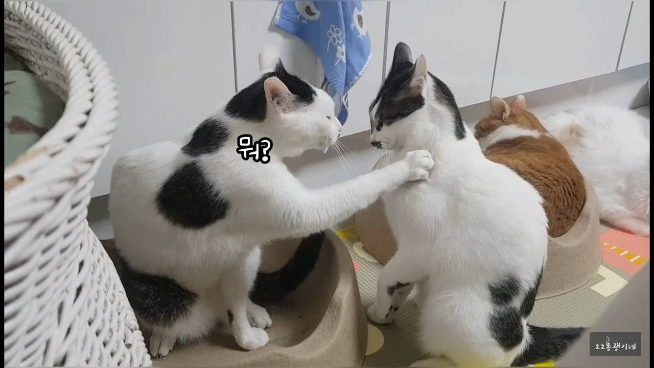 내가 때리는건 괜찮아도 남이 때리는건 안괜찮은 현실남매 고양이 | 인스티즈