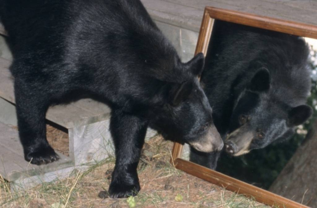 거울 보는 곰돌이들 | 인스티즈