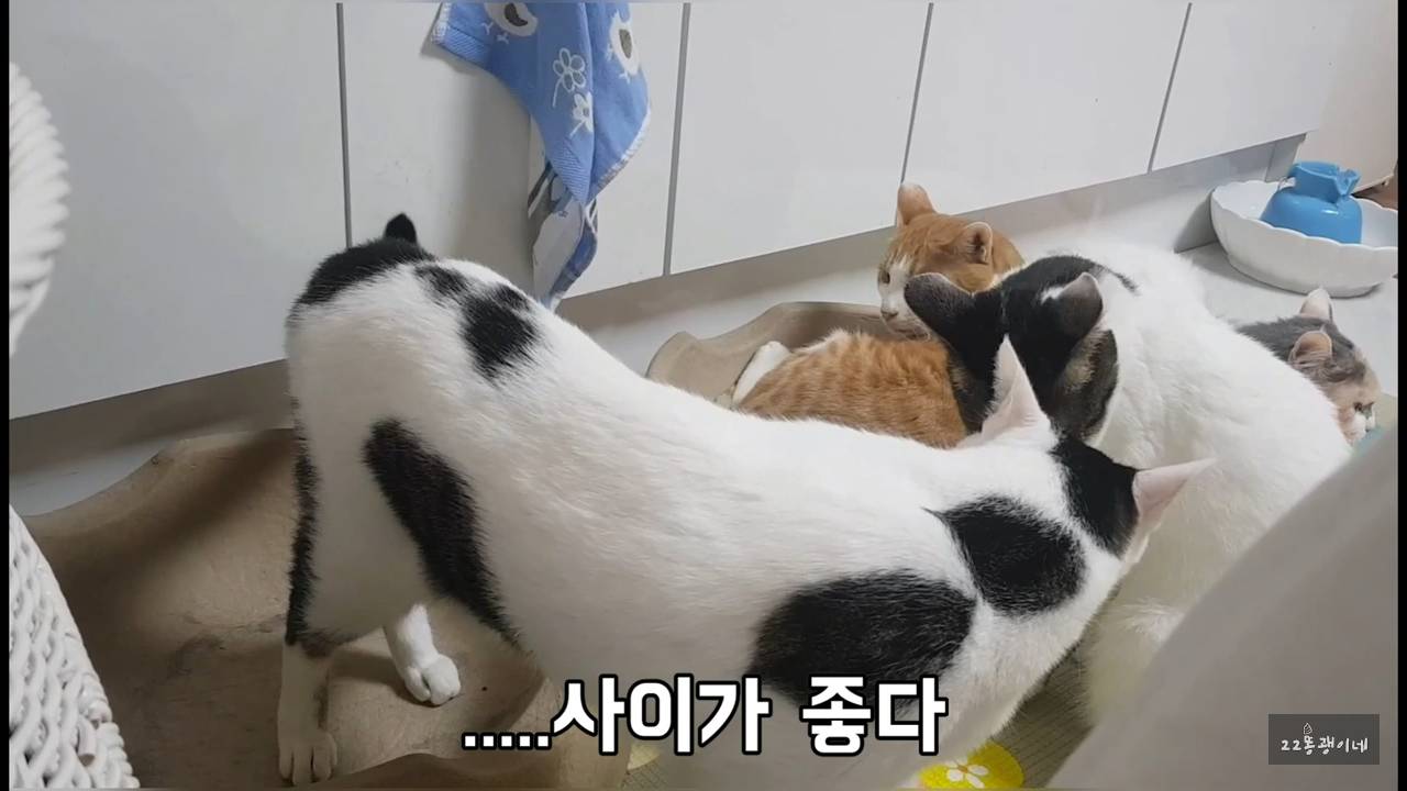 내가 때리는건 괜찮아도 남이 때리는건 안괜찮은 현실남매 고양이 | 인스티즈