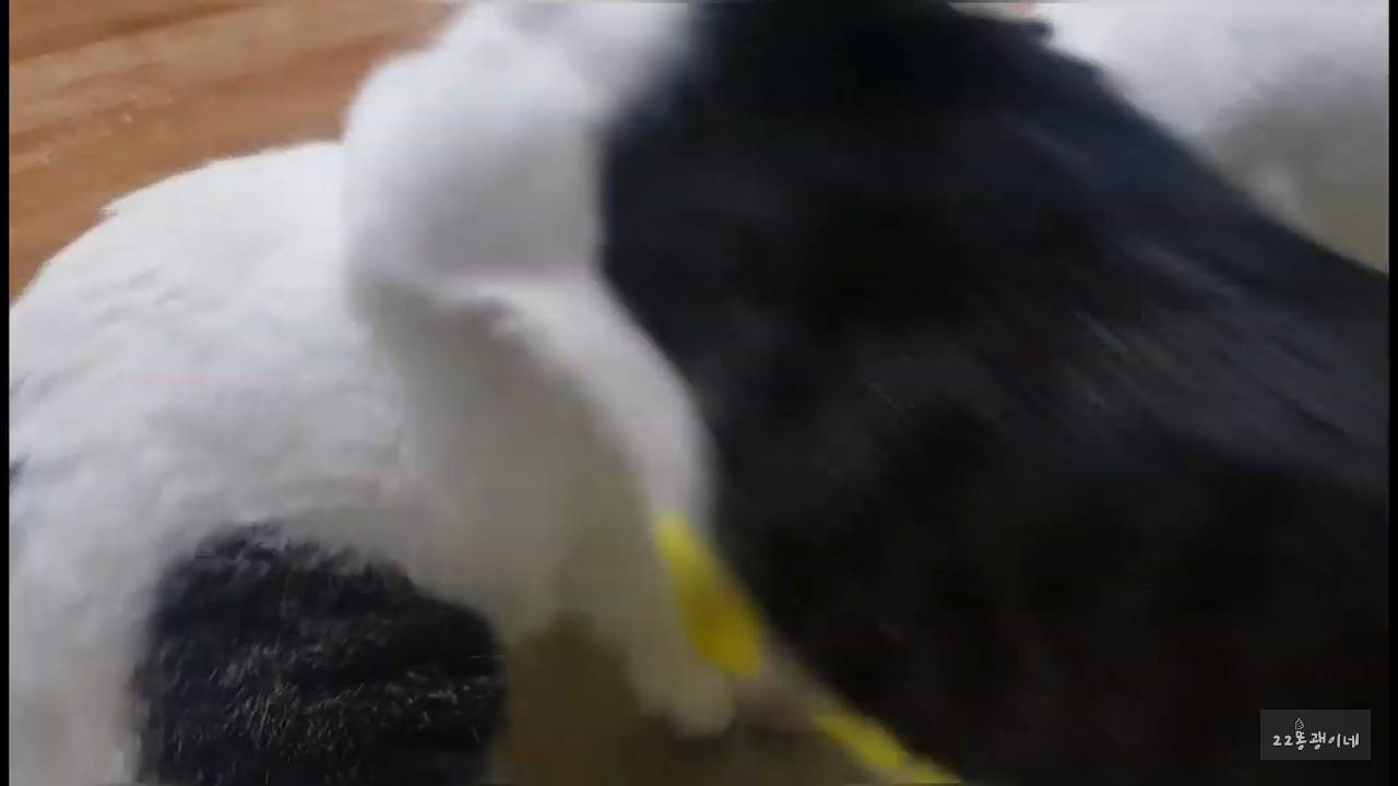 내가 때리는건 괜찮아도 남이 때리는건 안괜찮은 현실남매 고양이 | 인스티즈