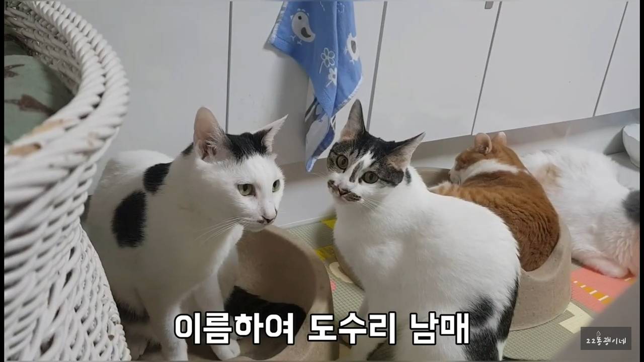 내가 때리는건 괜찮아도 남이 때리는건 안괜찮은 현실남매 고양이 | 인스티즈